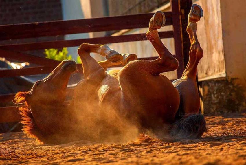 Pferd wälzt sich auf dem Boden