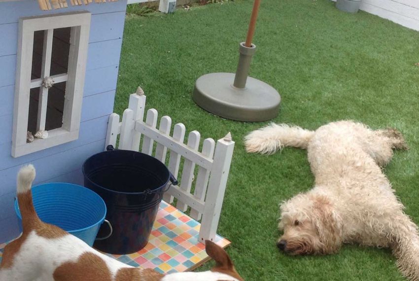 Kunstrasen im Garten auf dem Hunde liegen