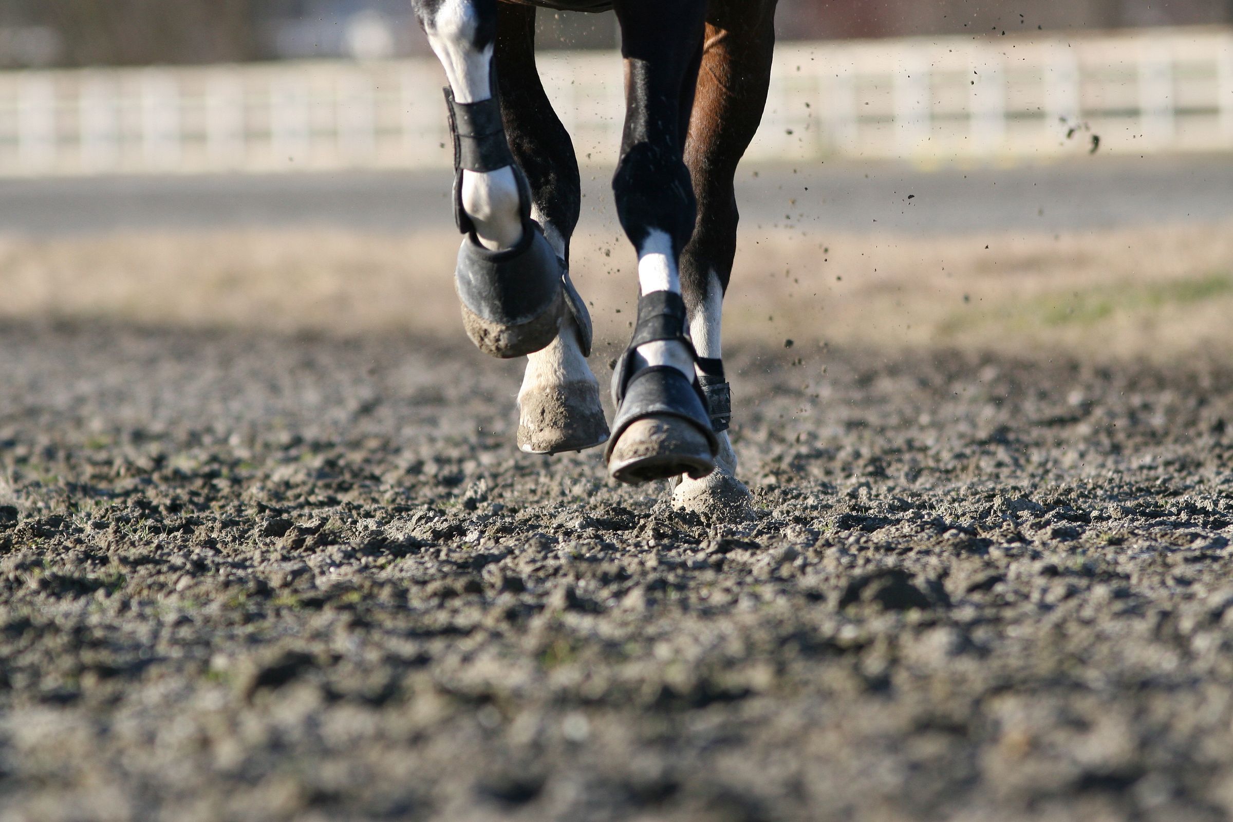 Pferd läuft im Matsch